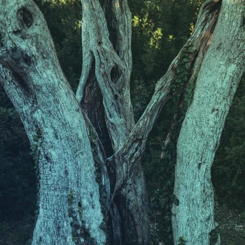 Imagen de apoyo de  BELL, O.: Triune (Fuller, Metcalfe, Worsey)